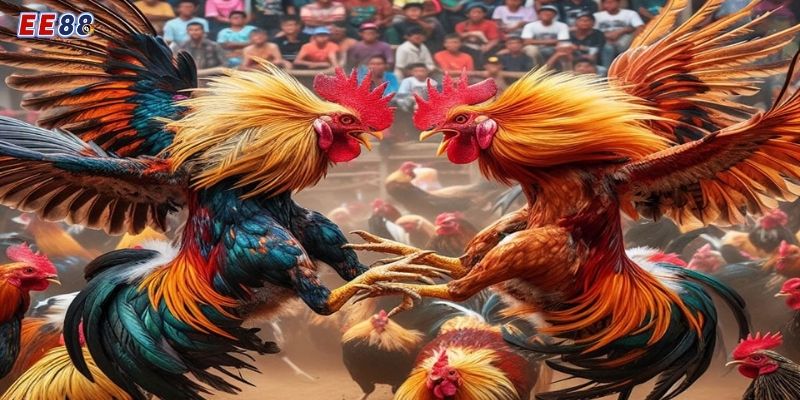 Trực Tiếp Đá Gà Cựa Sắt Thomo - Đỉnh Cao Cá Cược Tại EE88 Tham khảo các bước để chơi đá gà cựa sắt hiệu quả