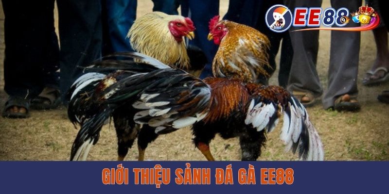 Giới thiệu sảnh đá gà EE88