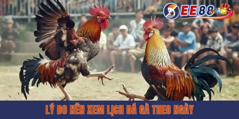 Xem Lịch Đá Gà Theo Ngày - Cập Nhật Nhanh Từng Giải Đấu Lý do nên xem lịch đá gà theo ngày