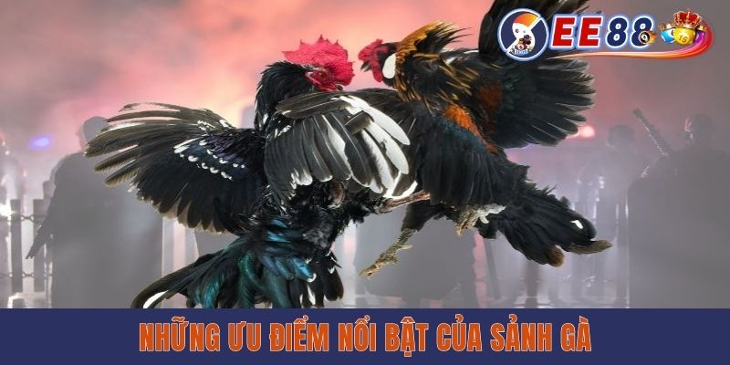 Đá Gà 789 - Mãn Nhãn Với Những Màn Chọi Kê Nảy Lửa Những ưu điểm nổi bật của sảnh gà