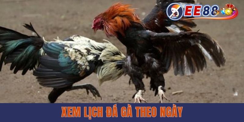Xem Lịch Đá Gà Theo Ngày - Cập Nhật Nhanh Từng Giải Đấu Xem Lịch Đá Gà Theo Ngày Tại EE88 - Cập Nhật Nhanh Từng Giải Đấu