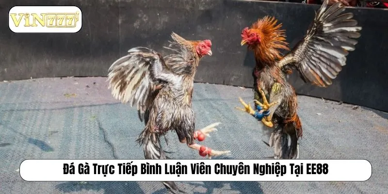 Đá Gà Trực Tiếp Bình Luận Viên Chuyên Nghiệp Tại EE88 Đá gà trực tiếp bình luận viên